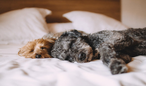 Should Your Dog Sleep on the Bed With You?