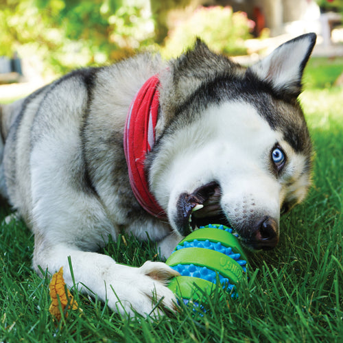 Kong Squeezz Goomz Ring Dog Toy