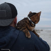 Coastal Pet Safe Cat Glow in the Dark Adjustable Breakaway Collar